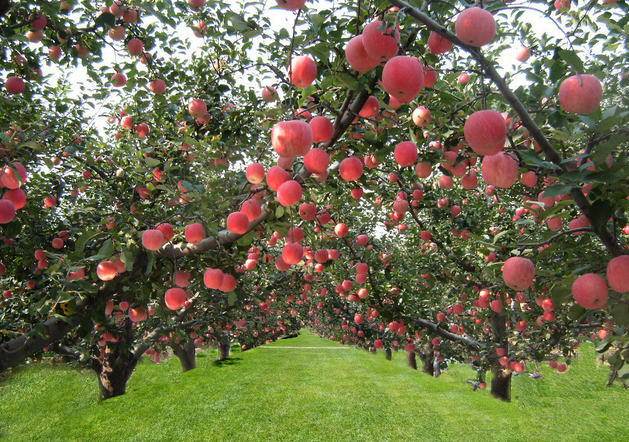 蘋果種植基地